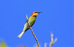 Chestnut-headed Bee-eater